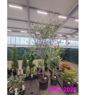 Olea europaea C 55 L